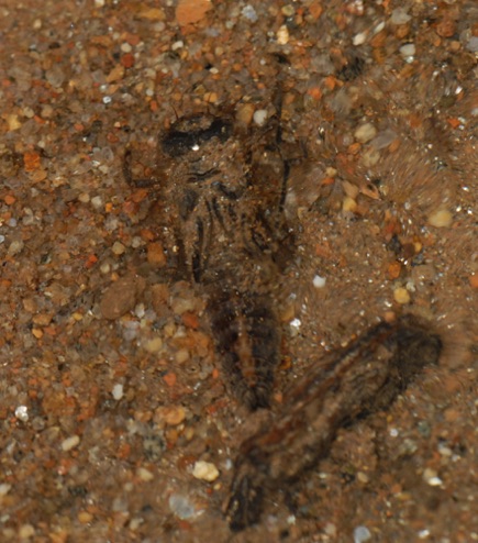 Nymph burying itself in sand
10 Apr 2011  Rabun